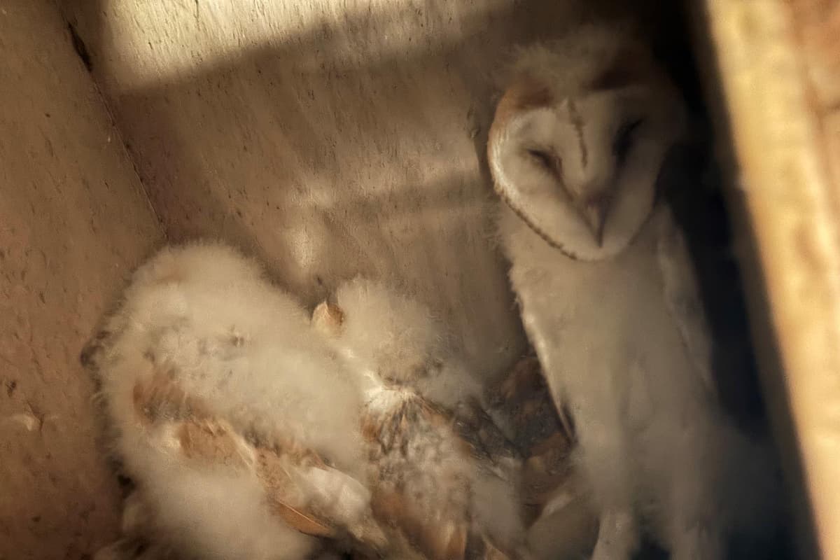 Conservationists celebrate ‘bounty of barn owl chicks’ in Northern Ireland
