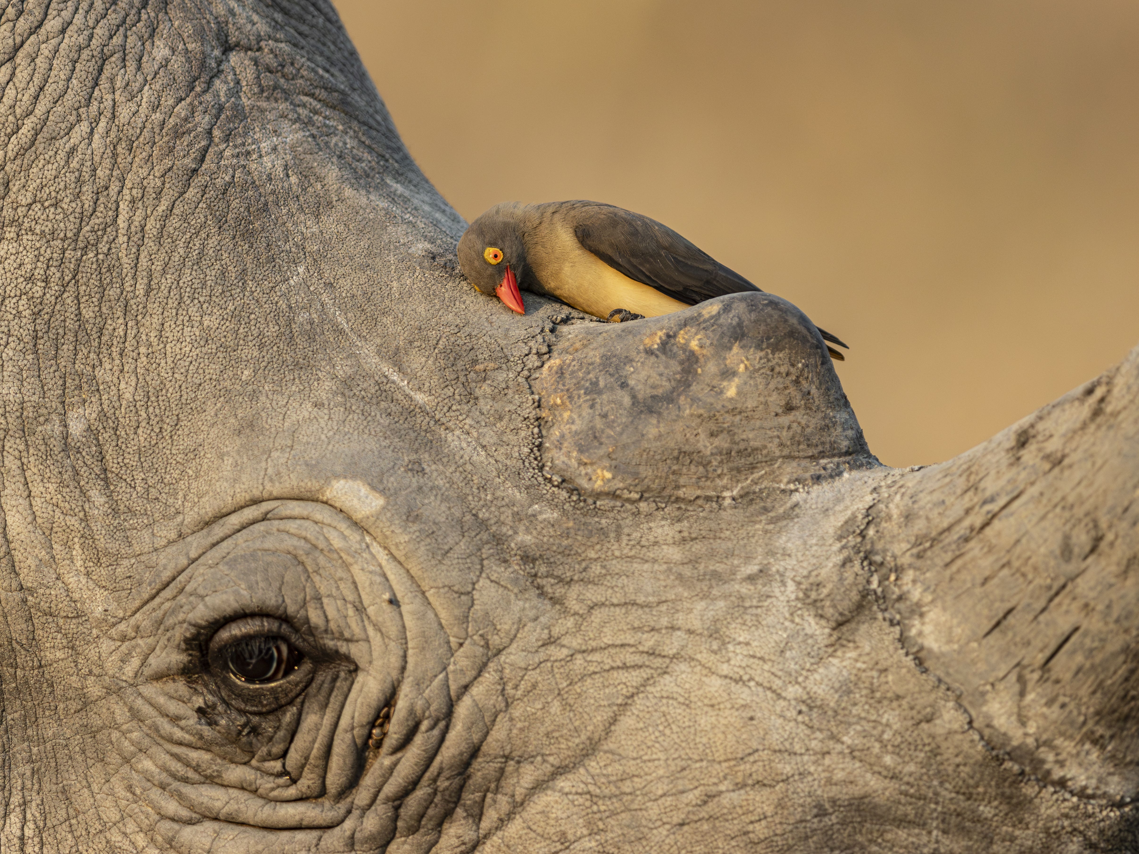 Wildlife Photographer of Year contest reveals preview of winning shots