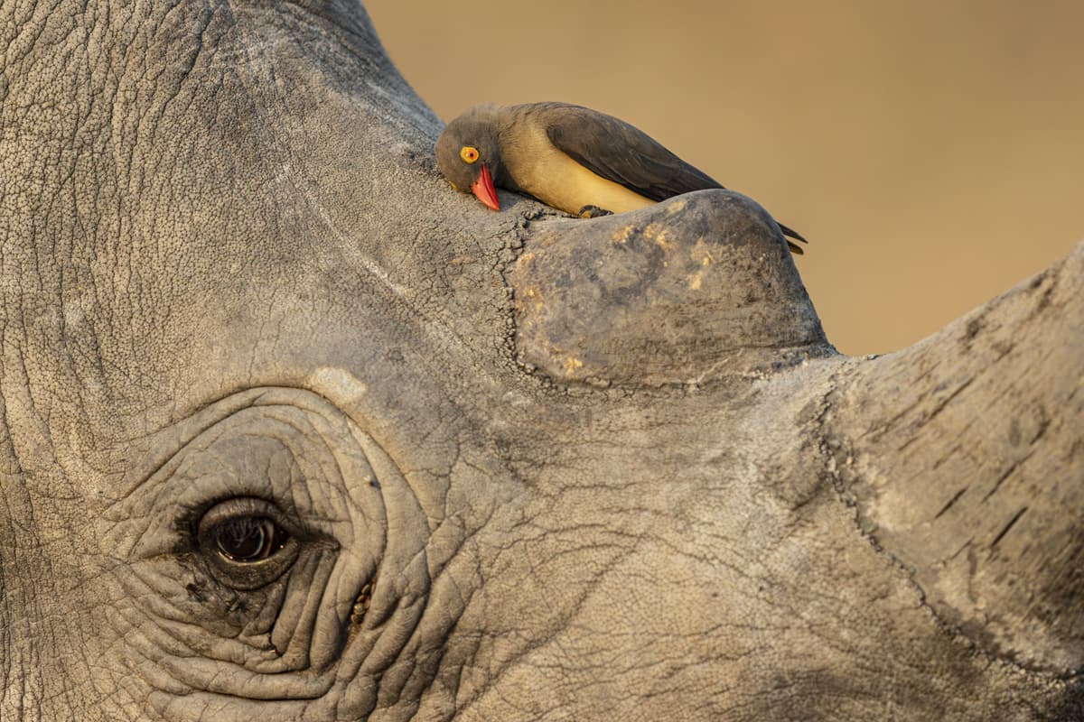 Wildlife Photographer of Year contest reveals preview of winning shots