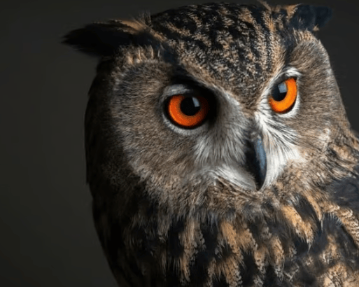 Owl-handling at Shropshire Falconry