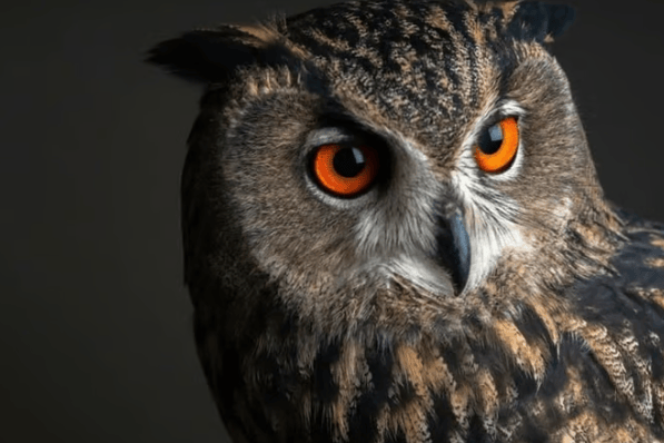 Owl-handling at Shropshire Falconry