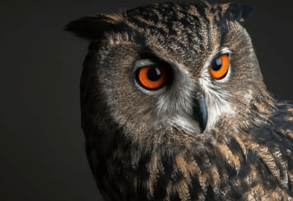 Owl-handling at Shropshire Falconry