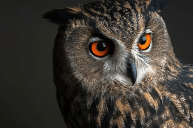 Owl-handling at Shropshire Falconry