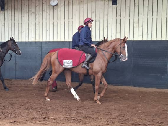 Benvenuto Cellini is heading for France this weekend