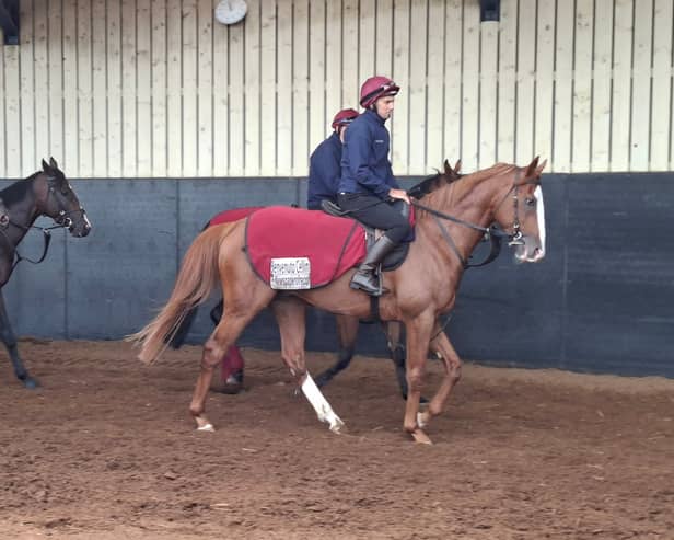 Benvenuto Cellini is heading for France this weekend
