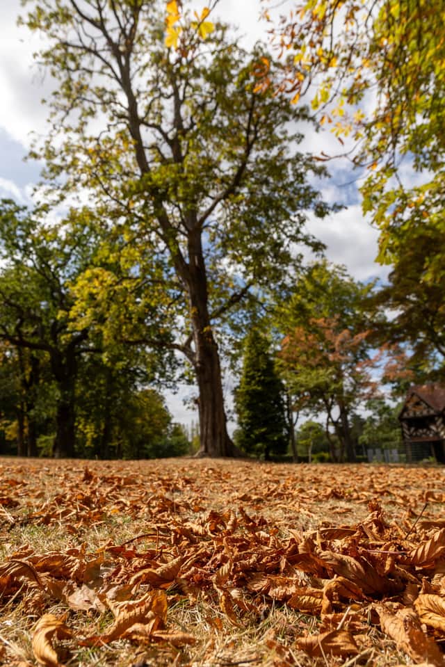 Leaves turning gold and falling early in false autumn at Cannon Hill Park Birmingham in response to summer's hot weather.