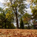 Leaves turning gold and falling early in false autumn at Cannon Hill Park Birmingham in response to summer's hot weather.