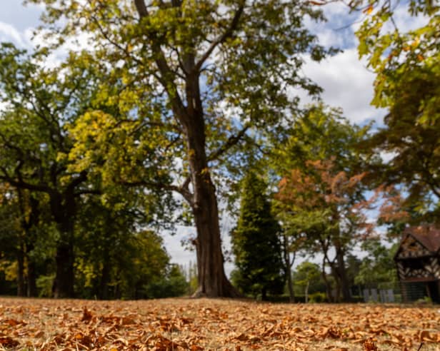 Leaves turning gold and falling early in false autumn at Cannon Hill Park Birmingham in response to summer's hot weather.
