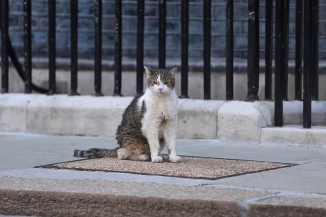 A fake review was also uploaded making a reference to how enjoyable it was ‘hanging out with Larry The Cat’ (PA)