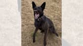PD Iko assisted in tracking down the men. Photo: Staffordshire Police