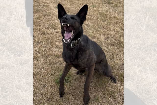 PD Iko assisted in tracking down the men. Photo: Staffordshire Police