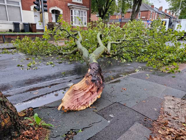 Fallen branch on Lea Road