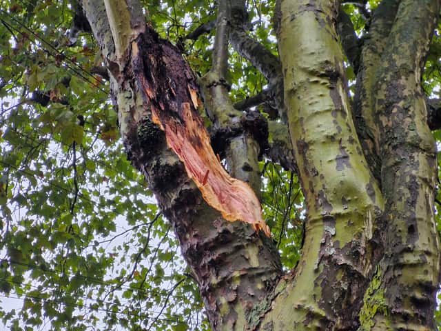 The branch had broken off from a tree on Lea Road