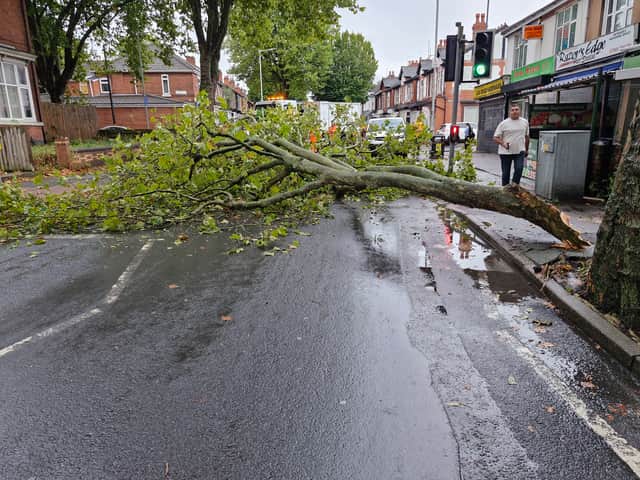 The branch was covering the whole road