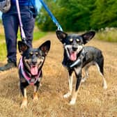Three-year-old crossbreed siblings Ginny and Neville have been by each other’s sides their entire lives.