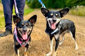 Three-year-old crossbreed siblings Ginny and Neville have been by each other’s sides their entire lives.