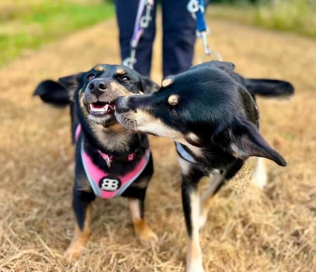 Three-year-old crossbreed siblings Ginny and Neville have been by each other’s sides their entire lives.