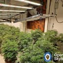 Police shut down cannabis farm in Wednesbury after recovering 70 plants.