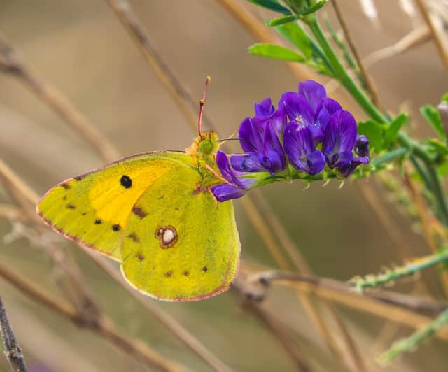 Clouded Yellow Butterfly at Venus Pool nature reserve near Shrewsbury