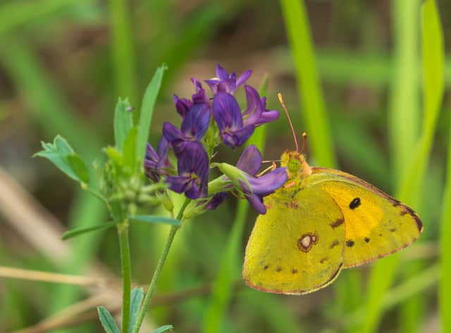 Composite image depicts Clouded Yellow Butterfly in flight at Venus Pool nature reserve near Shrewsbury,