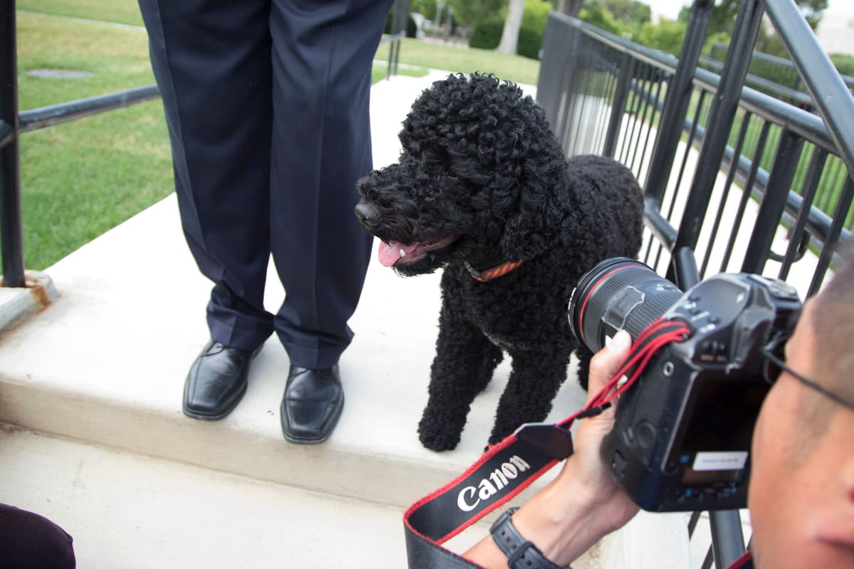 Ex-Präsident Obama trauert um den Tod seines Familienhundes Sunny.