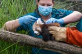  Red Panda Health Check 