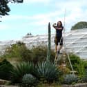 A woman on a ladder measuring a plant
