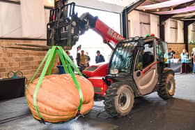 A 73st pumpkin is among the enormous entries at the annual National Giant Vegetables Championships, as green-fingered gardening fans compete for the top spot.  