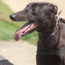 Tullymurry Skies has had a remarkable rise from A10 to A3 and currently boasts three wins in a row