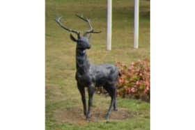 The much-loved Cannock stag
