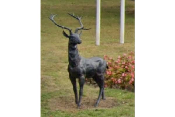 The much-loved Cannock stag