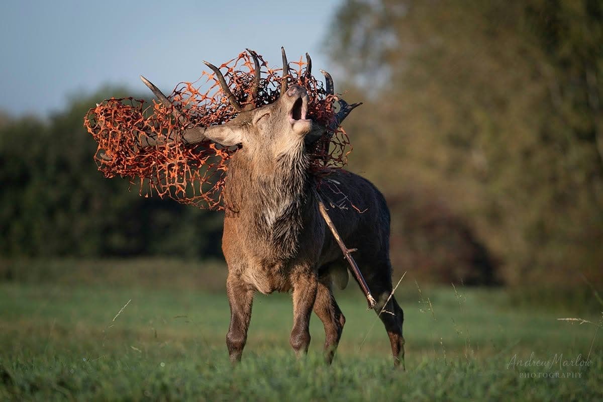 ‘King of Chasewater’ Bruce the stag dies after getting into difficulty in ...