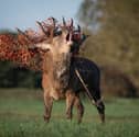 Bruce the stag