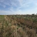 Grass meets fenland reeds under a blue sky
