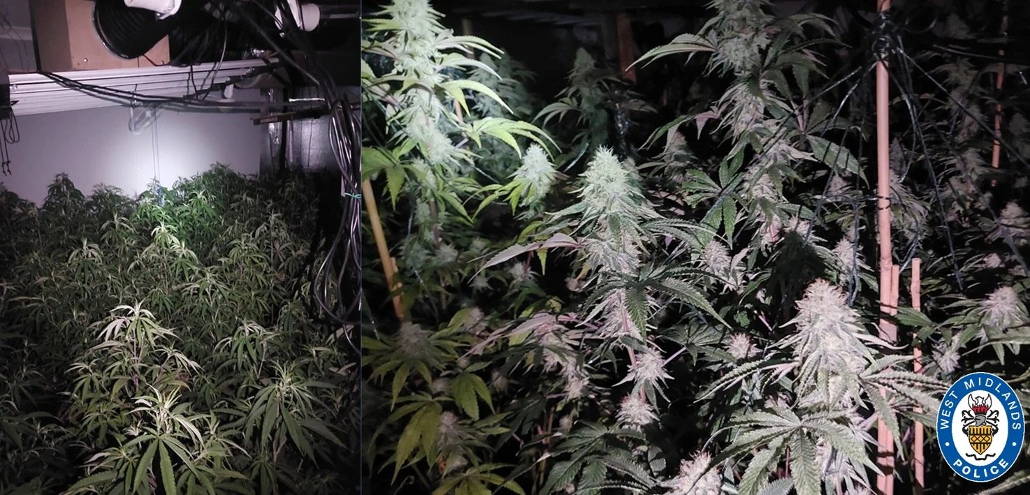 Man arrested after 200 cannabis plants found in Wolverhampton