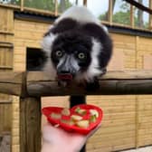 A lemur enjoys frozen pear at Hoo Zoo & Dinosaur World, in Telford
