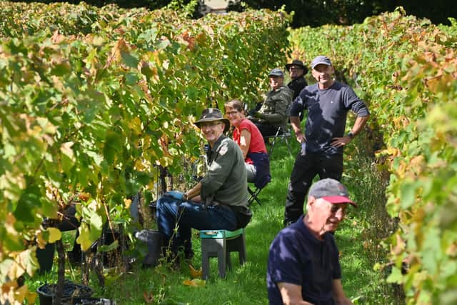 Pickers at Halfpenny Green Wine Estate, working on the penultimate day of harvest - October 6 2026