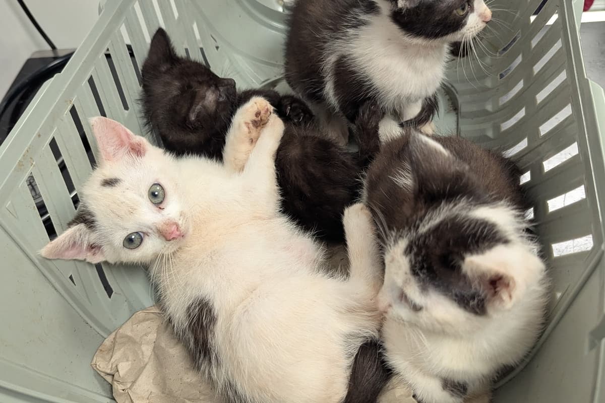 26 cats and kittens found dumped in boxes in Birmingham alleyway