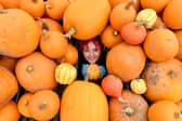 Pumpkins a plenty at Essington Farm, Wolverhampton. Staff member Freya Weir gets set for the pumpkin season.