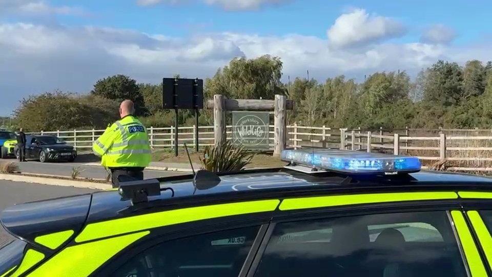 Mann stirbt nach Betreten des Tigergeheges einer großen britischen ...