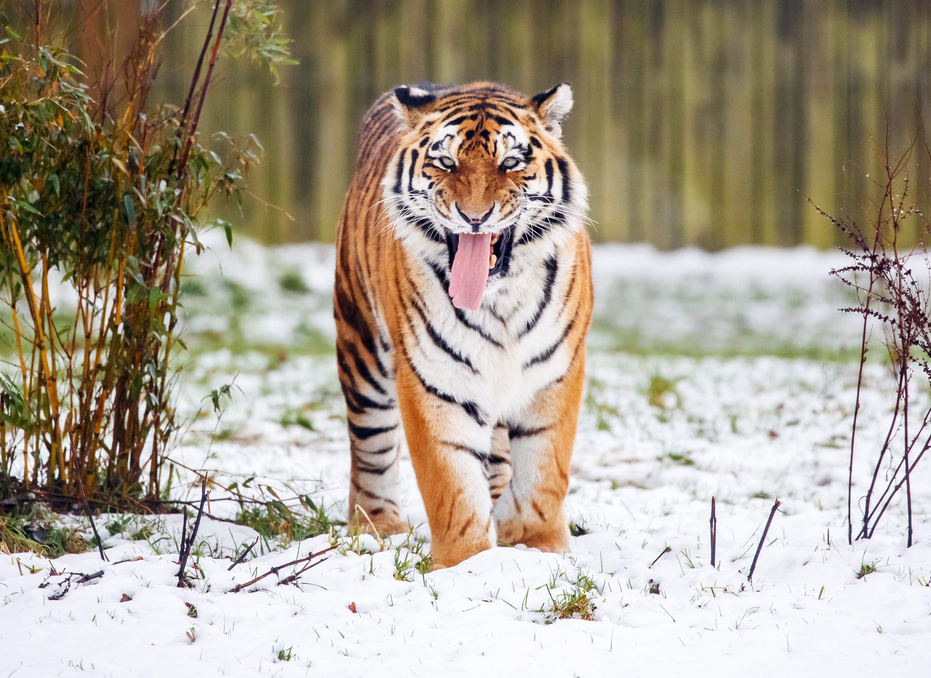 Police urge public not to share footage circulating online after man mauled by tiger