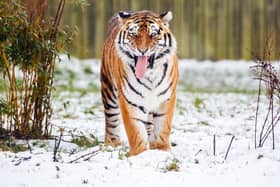 The incident took place inside the Amur tiger enclosure at the park (PA/Danny Lawson)