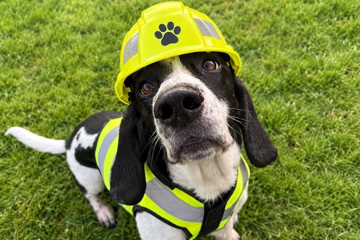 Dog rescue centre near Wolverhampton announces temporary closure - here's ...