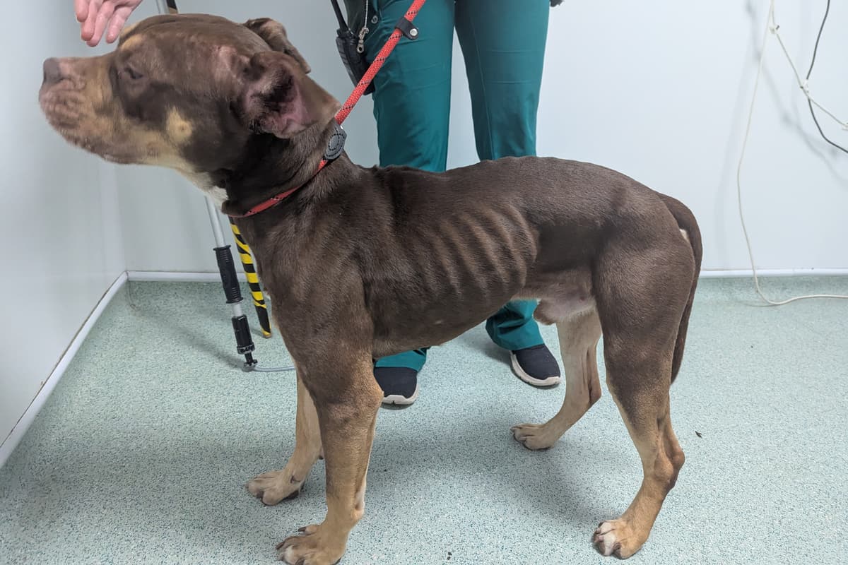 West Midlands man, 21, gets 10-year animal ban and prison time for letting ...