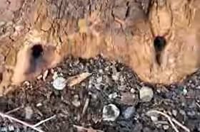 Holes were found to have been drilled into the base of the tree. Photo: Sandwell Council