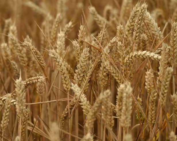 Wheat crop