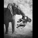 Black and white image of an elephant holding a dead calf between its trunk and tusk
