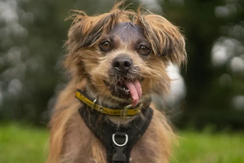 Dogs Trust: 10 bezaubernde Hunde suchen ein Zuhause für immer in den West ...