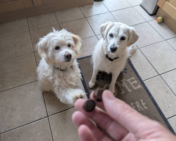 Rupert, left, and Honey, right, absolutely love their daily dose
