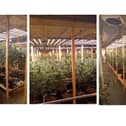 Cannabis farm found in Kidderminster